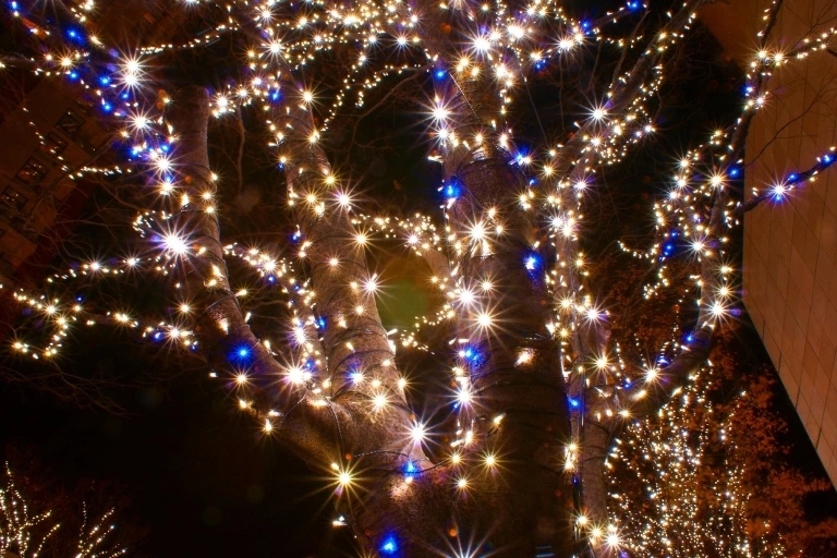 Let Your Trees and Landscaping Shine